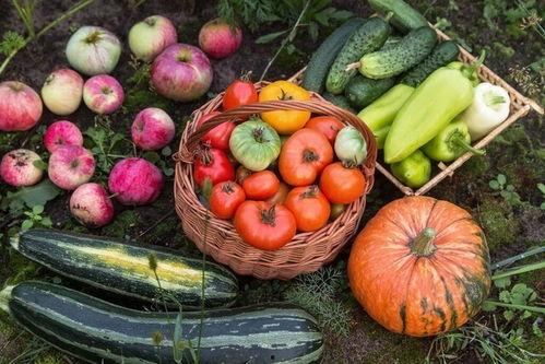 排列五吃瓜视频,吃瓜群众眼中的彩票风云