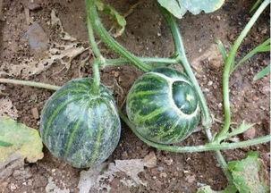 汾阳吃瓜叫爸爸的视频,汾阳视频引发网友热议