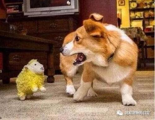 带你吃瓜奇葩狗狗的视频,带你领略吃瓜界的“奇葩”风采