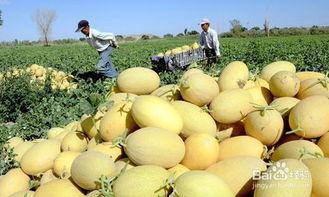 牧民吃哈密瓜好吗视频,甜蜜滋味与生活体验