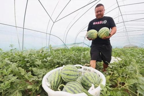 泉州南安吃瓜事件视频,一场网络热议背后的真相揭秘