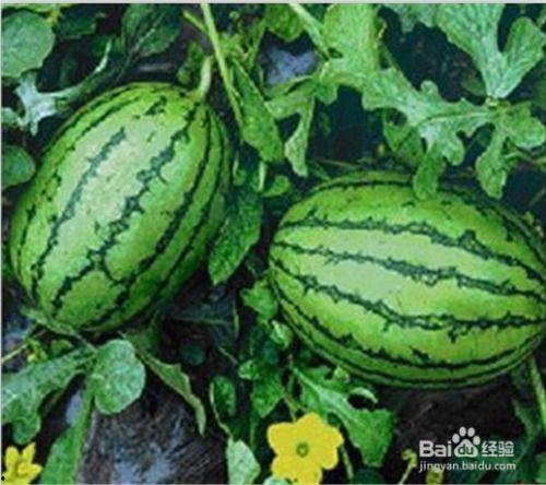 福建网红吃瓜事件真相视频,反转背后的真相揭晓