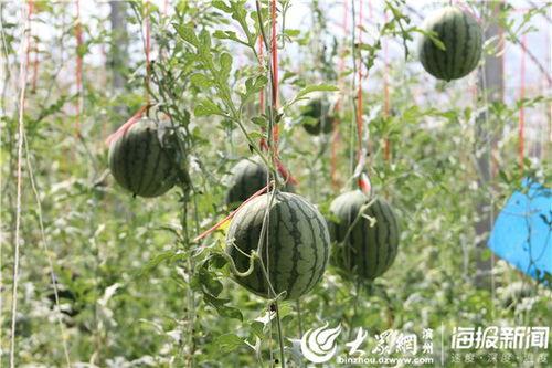 邢台新世纪吃瓜事件视频,一场网络热议的真相揭秘