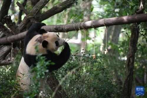 熊猫圆梦吃瓜视频,一场别开生面的美食盛宴