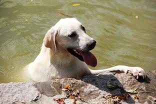 狗吃哈密瓜有害吗视频,狗狗食用哈密瓜的安全性解析
