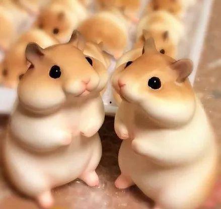 仓鼠吃瓜吃皮视频教程,轻松学会瓜皮美食制作